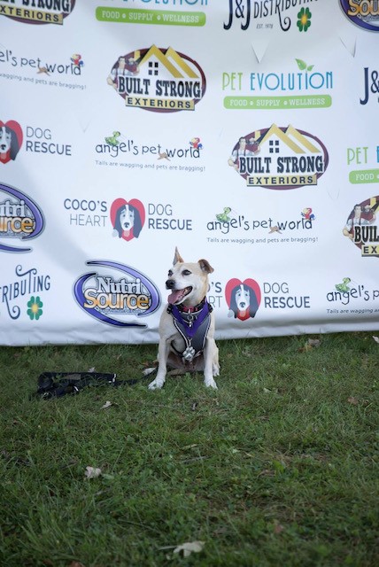 A cute dog sitting in the grass in front of a banner with Built Strong Exteriors and other logos.